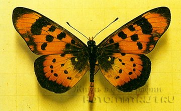 Бабочки яркие. «Темная сторона» бабочек: бабочки-убийцы и бабочки-хищники