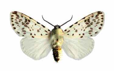 Как называется коричневая бабочка. Боярышница - бабочка белая с черными прожилками