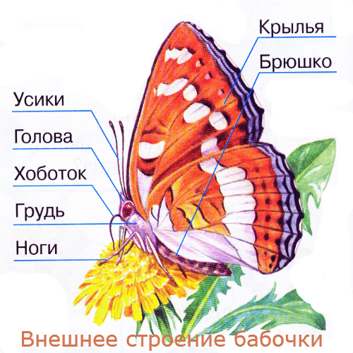 Интересные сведения о бабочках кратко. Факты о жизни бабочек для детей. Внешний вид бабочек