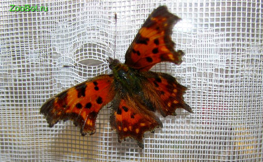 Углокрыльница С-белое (Polygonia C-album) – оранжевая бабочка с черными пятнами. Пестрокрыльница изменчивая