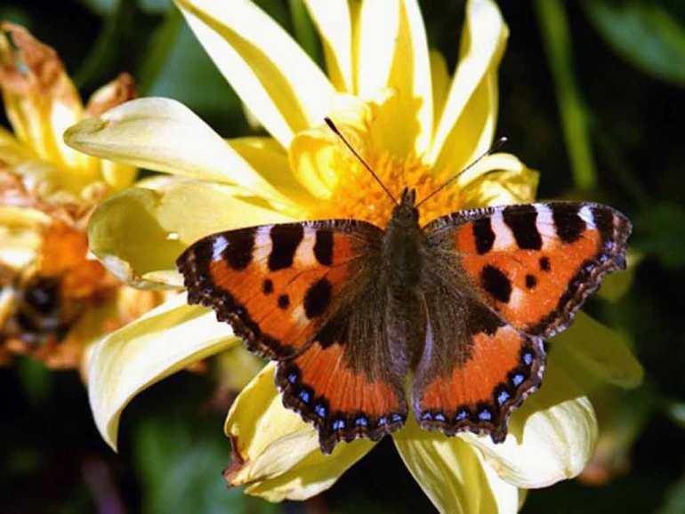 «Эффект бабочки»: научная теория. Что такое эффект бабочки в теории хаоса простыми словами с точки зрения физики? Эффект бабочки – значение термина, выражения. Эффект бабочки: примеры из жизни, описание.