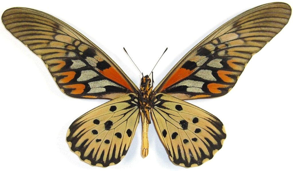 Редкие виды бабочек. Самые красивые бабочки в мире